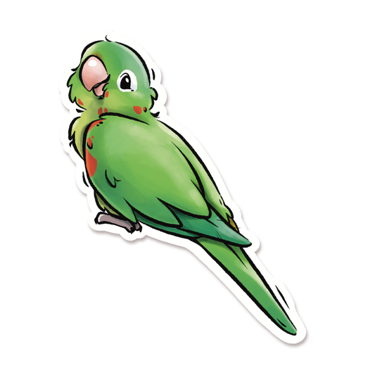 WHITE EYED CONURE